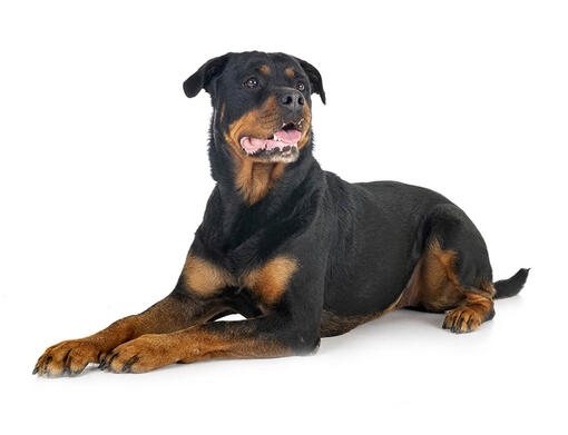 Rottweiler hypoallergenic 2024